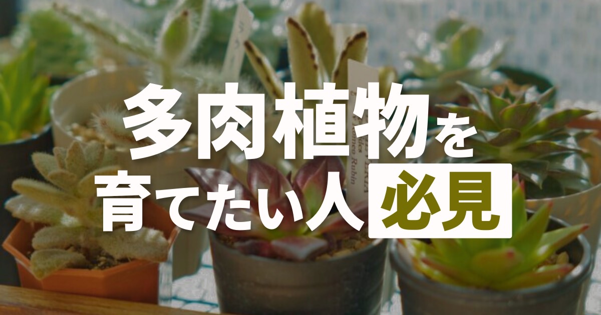 日本販促多肉植物⑥（お問合せはこちらからお願いします） 観葉植物