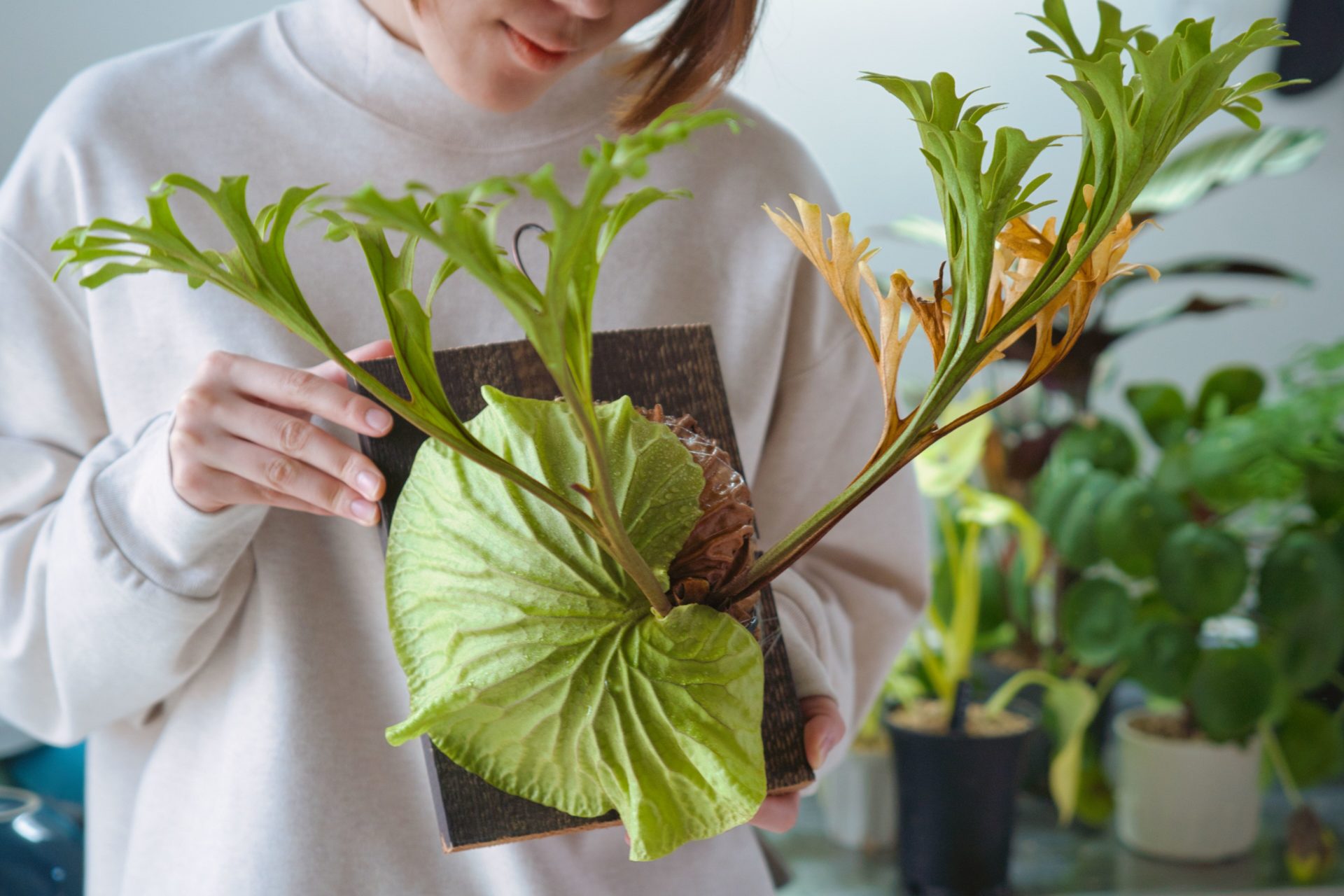 P.ridleyi 【artPLANTs】ビカクシダ - 観葉植物