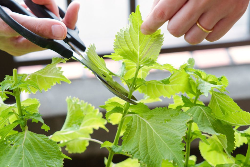 体験談付き】種から育てる！大葉（しそ）家庭菜園の育て方 | みどりの
